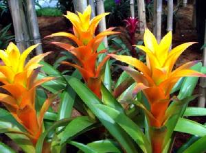 k8qqt">被子植物的花,有的是单朵花单生于枝的顶端或叶腋处,称单生花