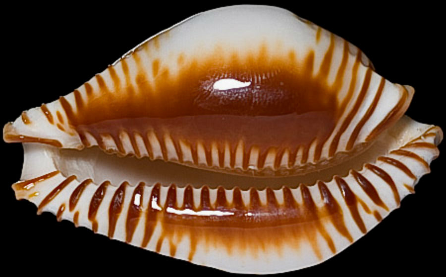 菲律宾金星宝螺