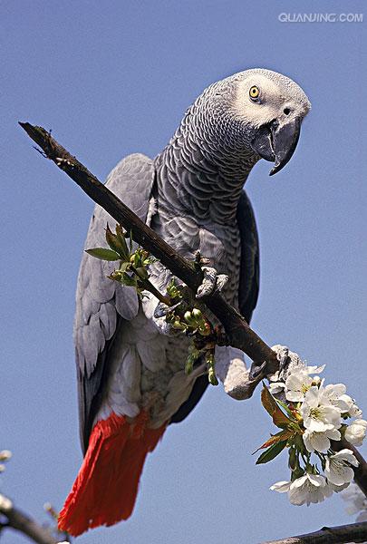 p>非洲灰鹦鹉(学名 i>psittacus erithacus/i)属于大型鹦鹉,是