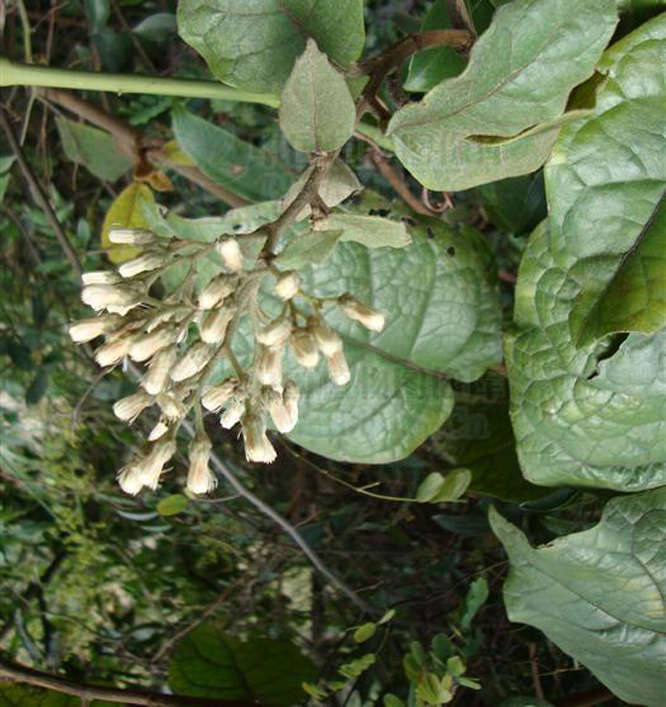  p>茄叶斑鸠菊(学名: i>vernonia solanifolia /i> benth.