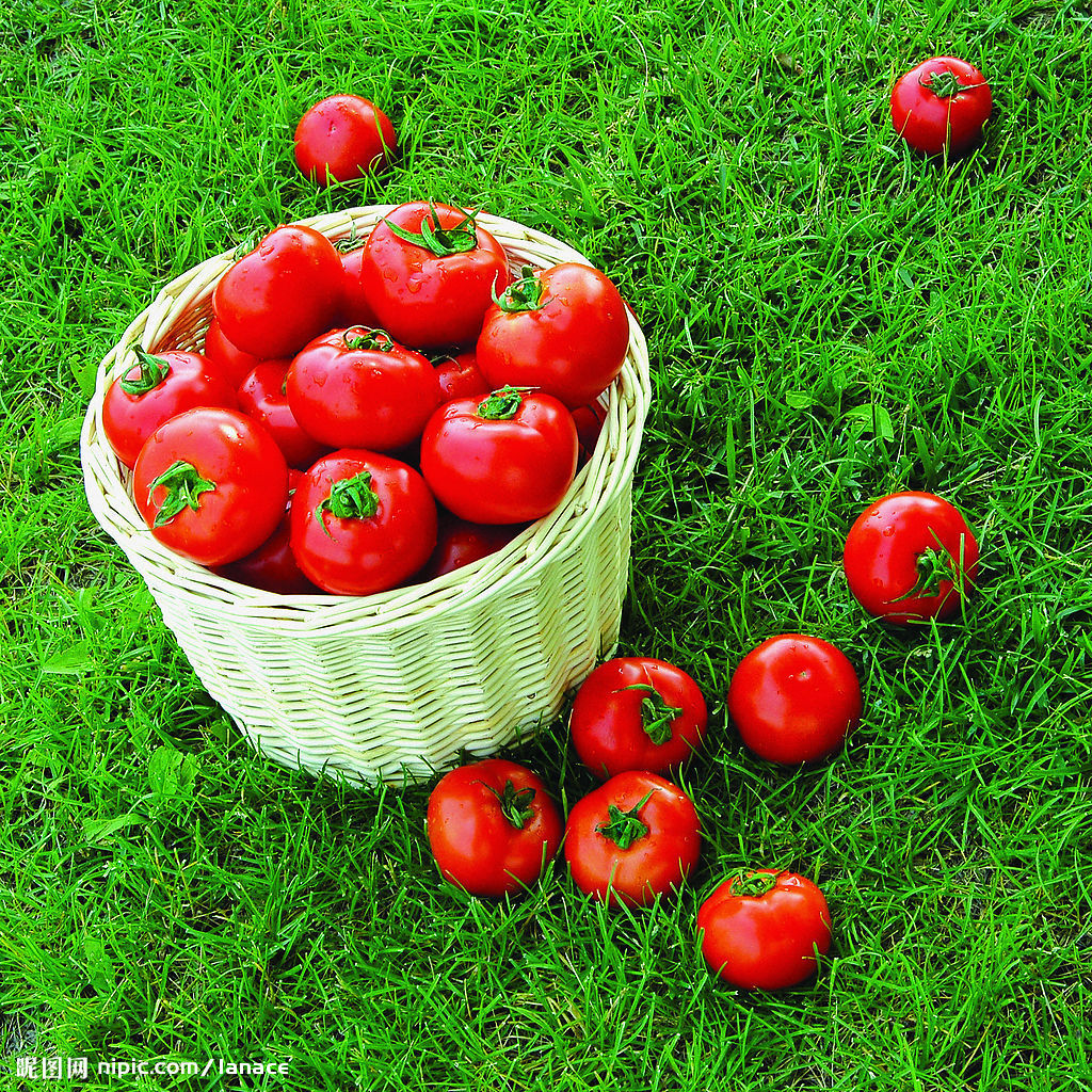 蔬菜所,以l857为母本,以802为父本选育而成的中晚熟一代杂种,为无限