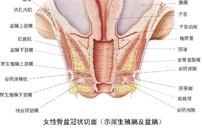  p>骨盆,连结 a href="#" data-lemmaid="1146229">脊柱 /a>和 a href