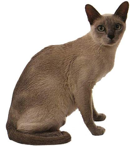 tonkinese