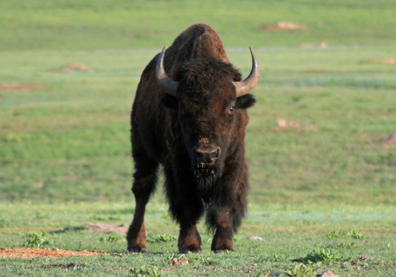  p>美洲草原野牛(学名:bison bison bison)是北美最大的哺乳类动物