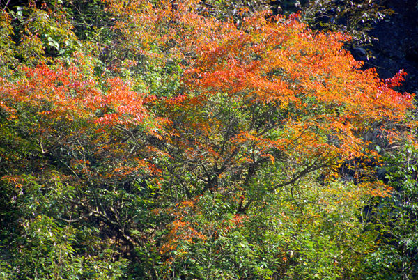  p data-id="gnhdqbixt9"> a target="_blank" href="/item/九连山脉