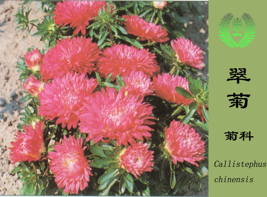  p>翠菊(学名: i>callistephus chinensis /i> (l.