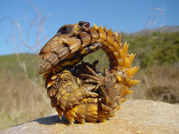 armadillo spiny-tailed lizard