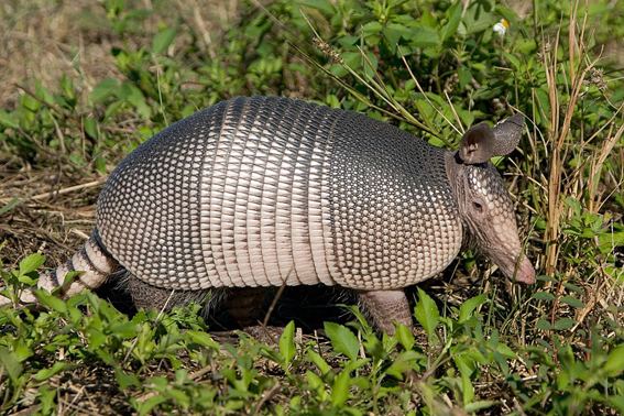 southern long-nosed armadillo