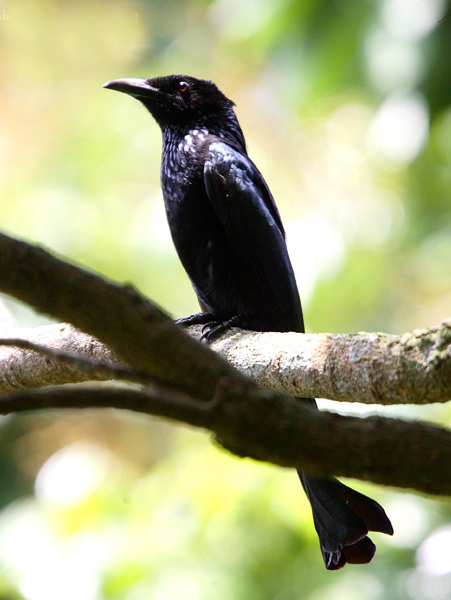  p>发冠卷尾普通亚种(学名: i>dicrurus hottentottus brevirostris 