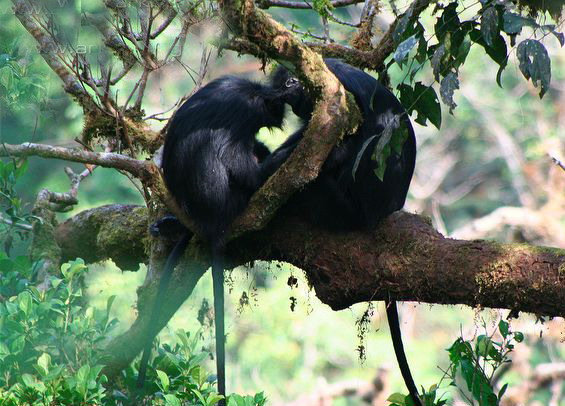  p>黑疣猴(学名: i>colobus satanas /i>):体长58-72厘米,尾长60-97