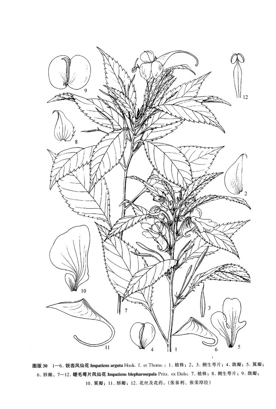  p>睫毛萼凤仙花(学名: i>impatiens blepharosepala /i> pritz.
