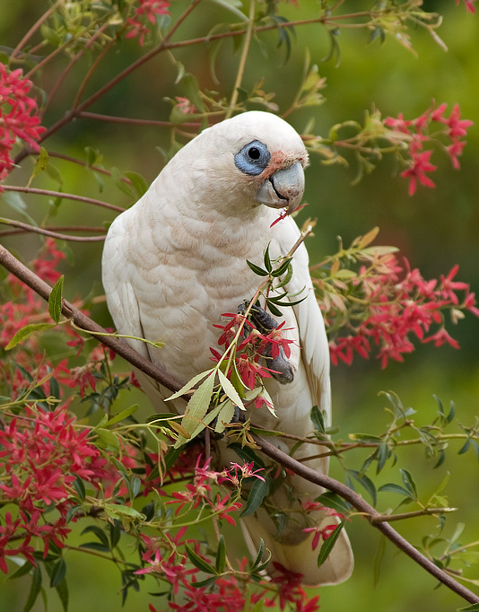  p>小凤头鹦鹉(学名 : i>cacatua sanguinea /i>)是 a href="#">鹦形