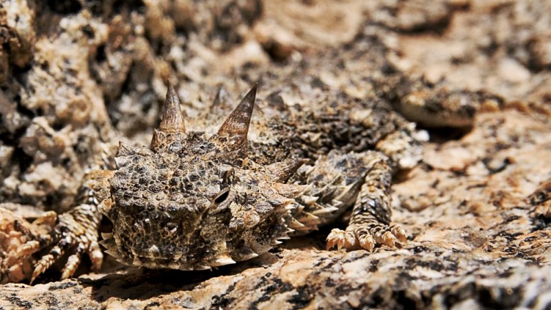  p>沙漠角蜥(学名:phrynosoma platyrhinos)是原生北美洲的中小型 a