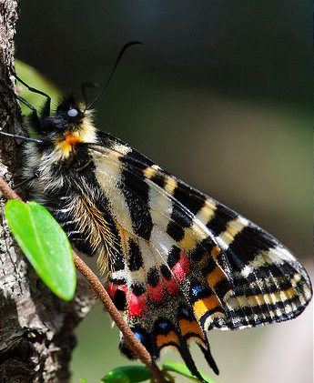  p>日本虎凤蝶(学名: i>luehdorfia japonica /i>)是虎凤蝶属的 a