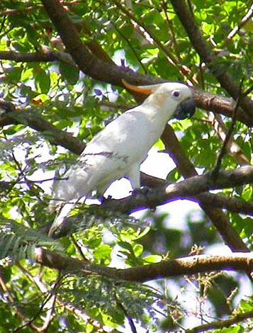  p>橘冠凤头鹦鹉(学名: i>cacatua sulphurea citrinocristata /i>)是