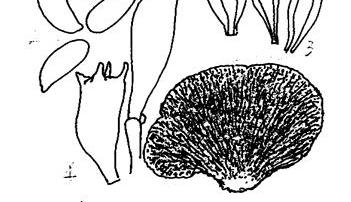  p>囊孔菌子实体较小,无柄,往往基部狭缩似柄,覆瓦状生长.