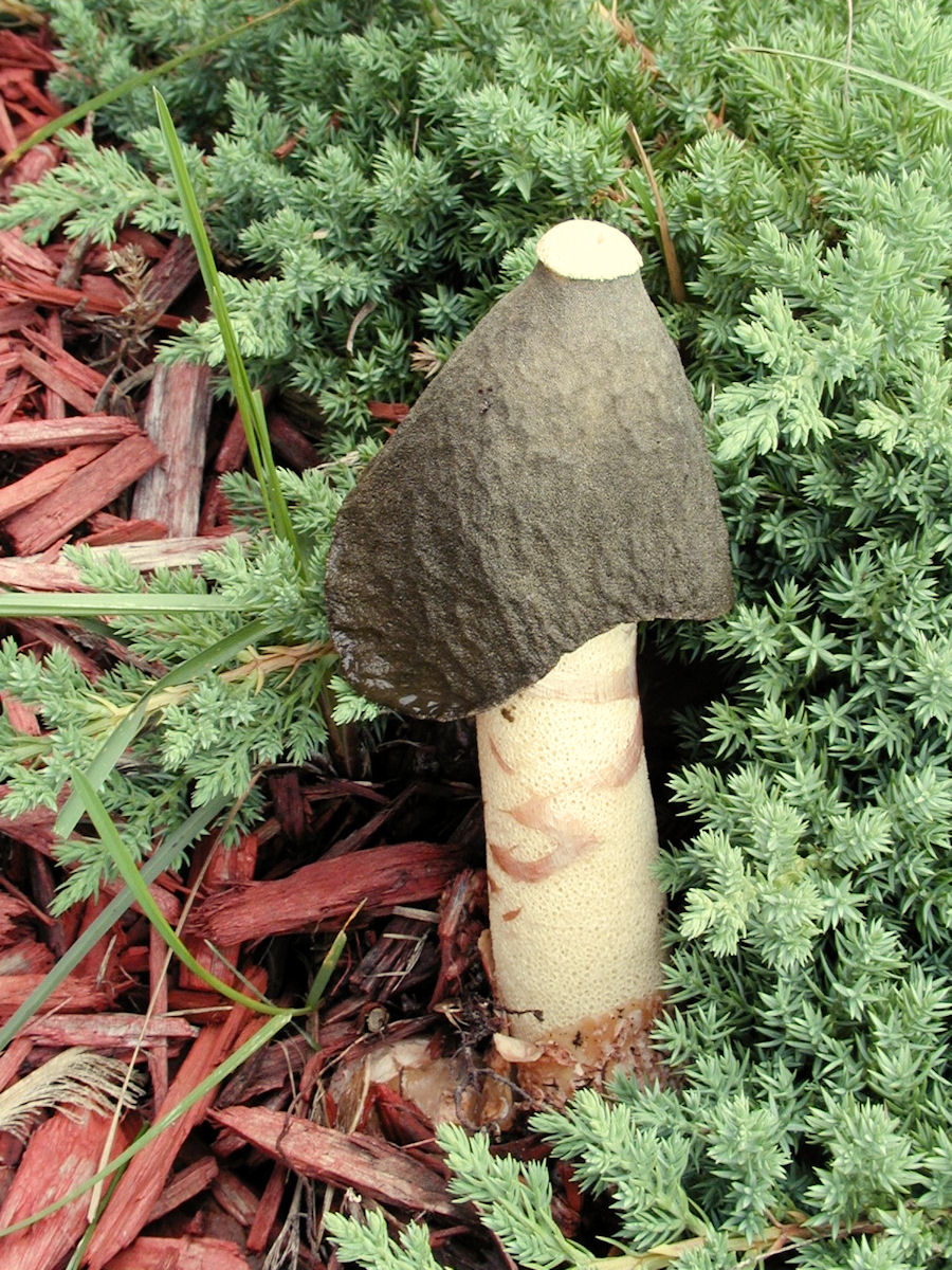 phallus ravenelii