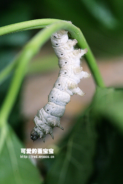 养蚕业