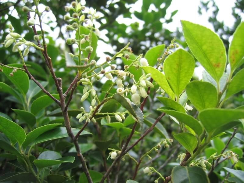  p>广东乌饭(学名:vaccinium guangdongense fang et z. h.