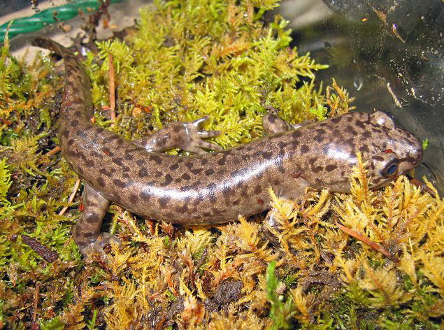 pacific giant salamander