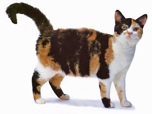 美国硬毛猫
