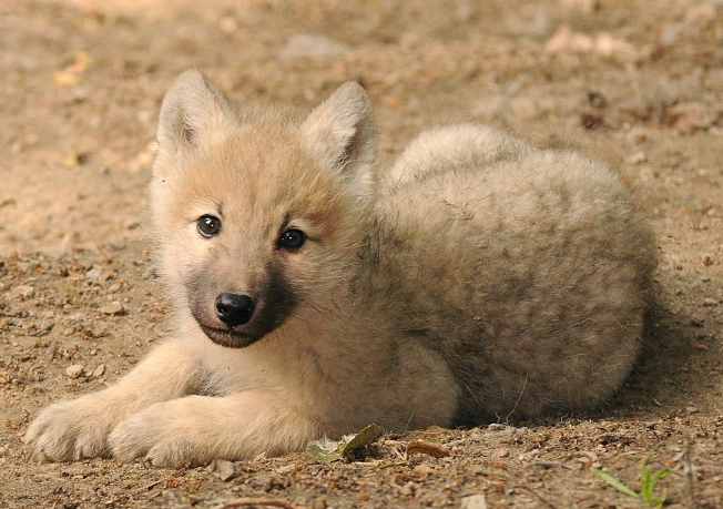  p>哈德逊湾狼(学名:canis lupus hudsonicus)是 a href="#" data