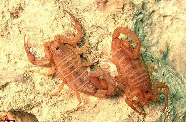  p>墨西哥雕像木蝎(学名:centruvoides exilicauda )是一种身长7厘米