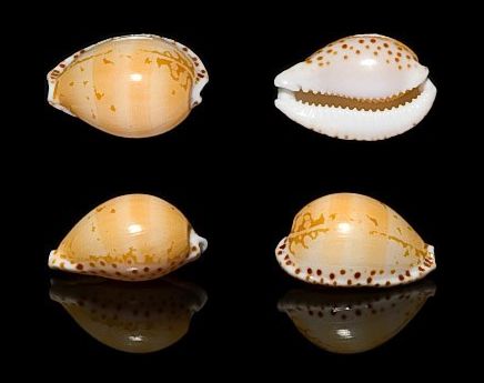  p>满天星宝螺(学名:cribrarula gaskoinii gaskoinii)是腹足纲宝螺科