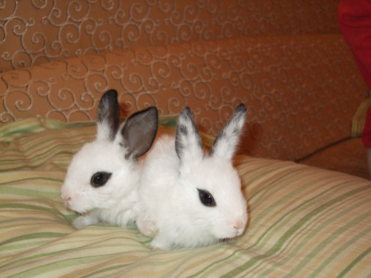  p>海棠兔俗称荷达特兔 , a target="_blank" h