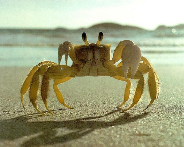 塞耶招潮蟹