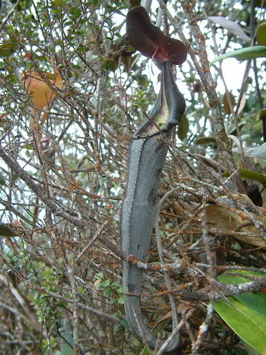  p>小舌猪笼草是南亚印度尼西亚 a target="_blank" href="/item