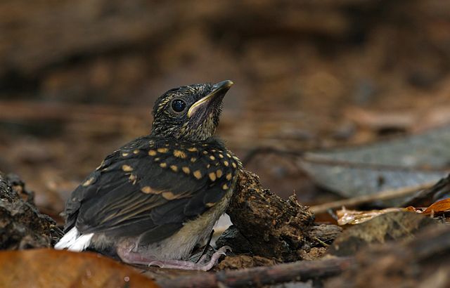 copsychus malabaricus mallopercnus