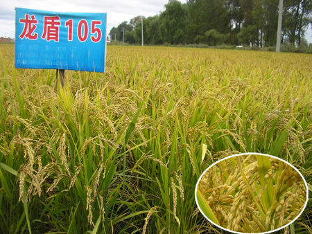  p>龙盾105,粳型常规水稻,黑龙江省监狱管理局农业科学研究所选育
