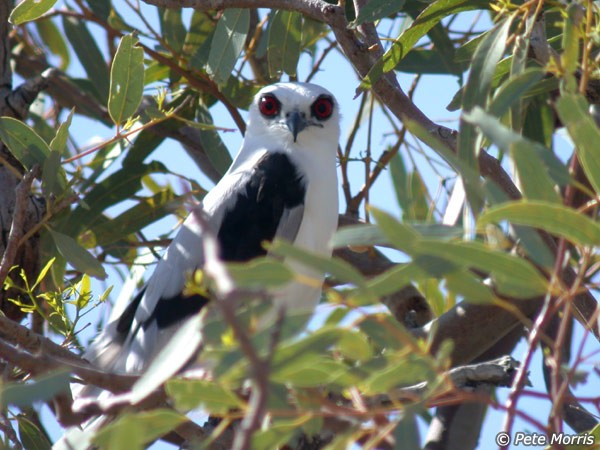  p>纹翅鸢(学名:elanus scriptus)是一种中型 a target="_blank" href