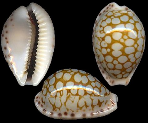  p>蛇皮宝螺(学名:cribrarula pellisserpentis pe