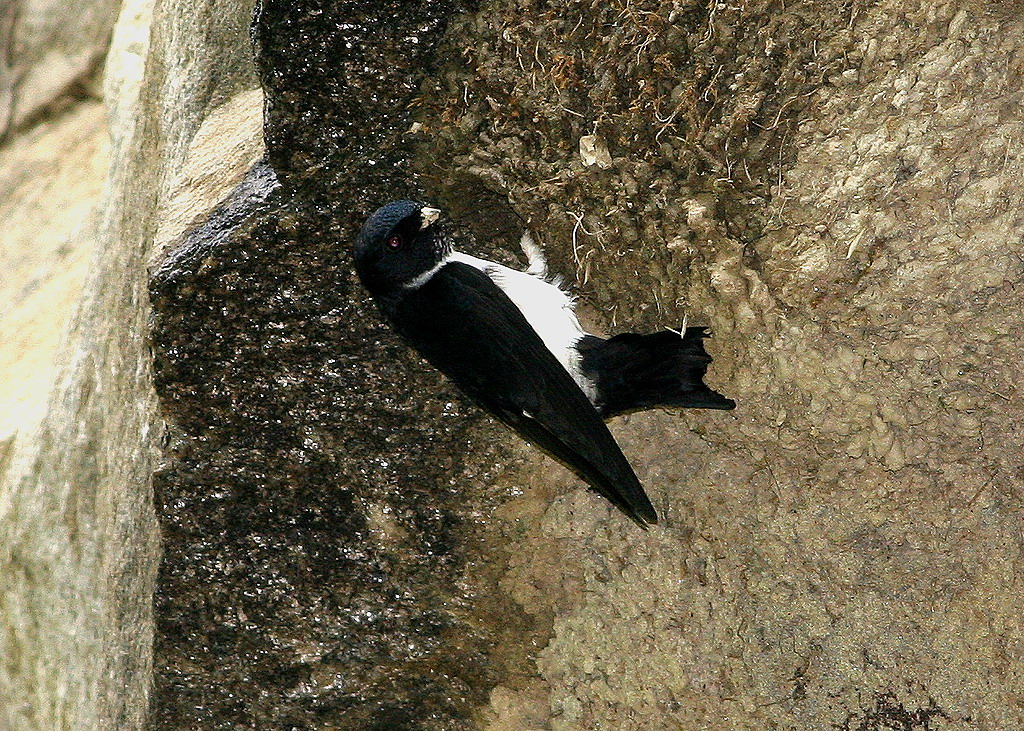  p>黑喉毛脚燕(学名: i>delichon nipalensis /i>)为 a href="#" data