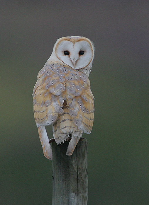  p>草鸮科(学名: i>tytonidae /i>)是 a href="#">鸮形目 /a>的1科.