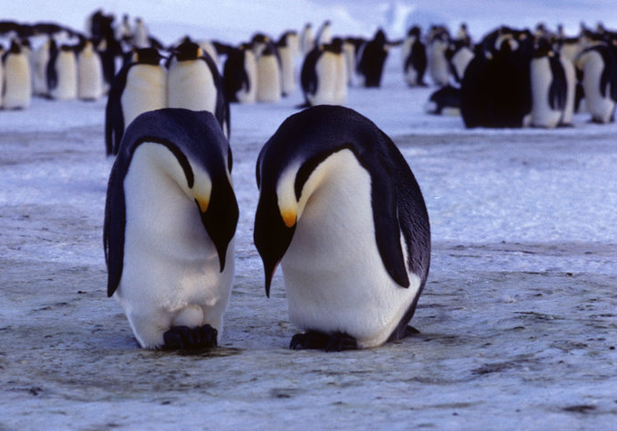  p>王企鹅(学名: i>aptenodytes patagonicus /i>)体长近1米,体重约15