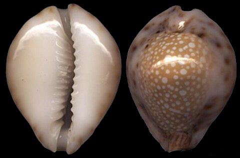 erosaria lamarckii redimita