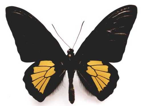 奥比岛珂裳凤蝶