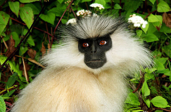  p>金色乌叶猴(学名: i>trachypithecus geei /i>):头体长49-72厘米