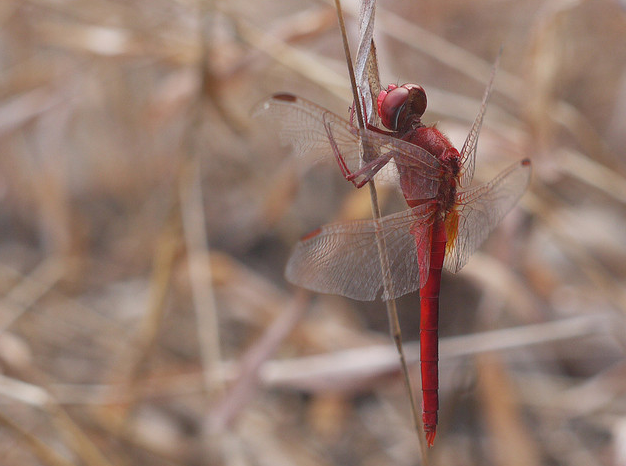 猩红蜻蜓