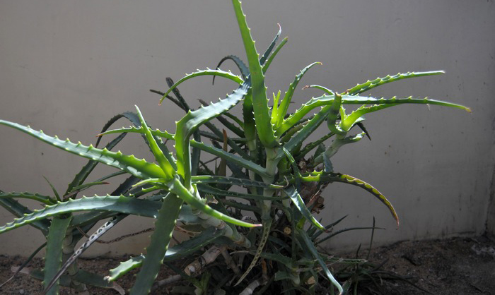  p>木立芦荟(学名: i>aloe arborescens /i> mill.