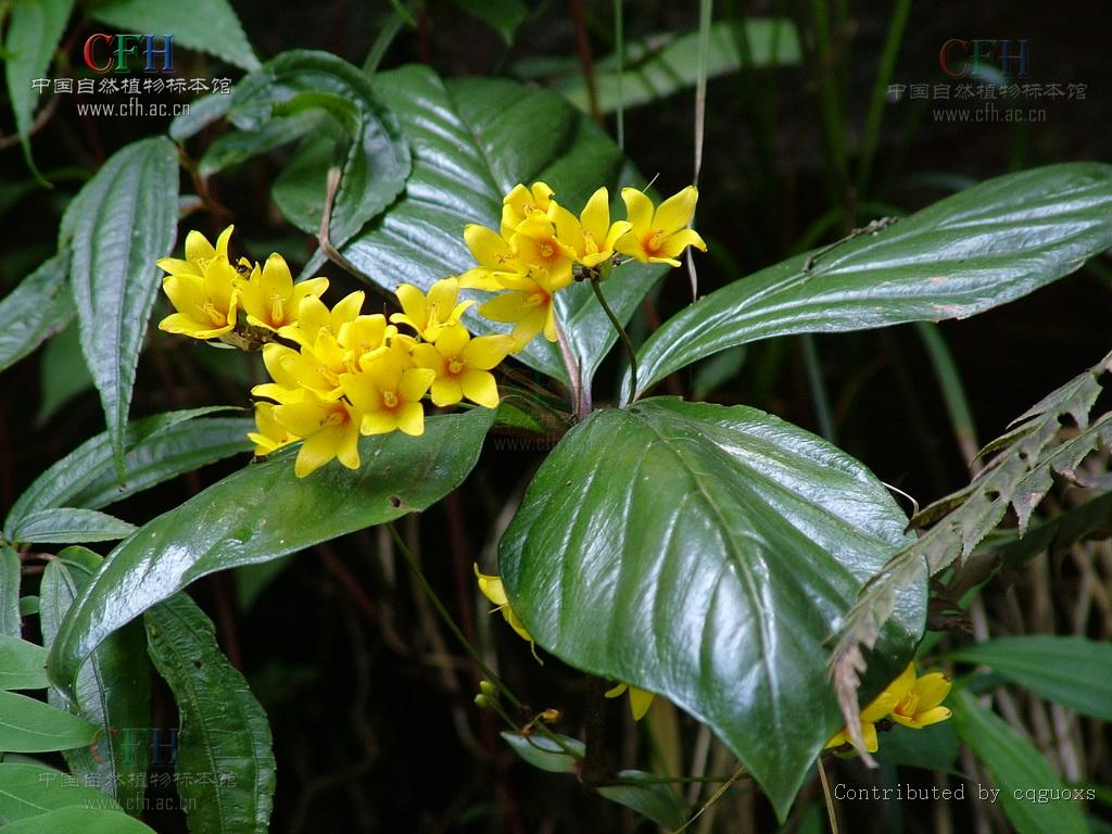  p>过路黄(拉丁学名: i>lysimachia christinae  /i>hance),别名: a