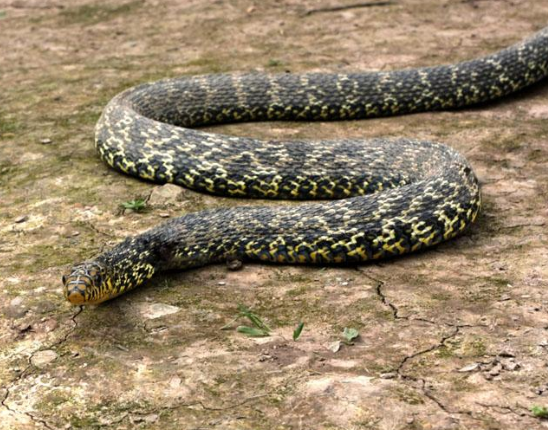  p>东方锦蛇是 a target="_blank" href="/item