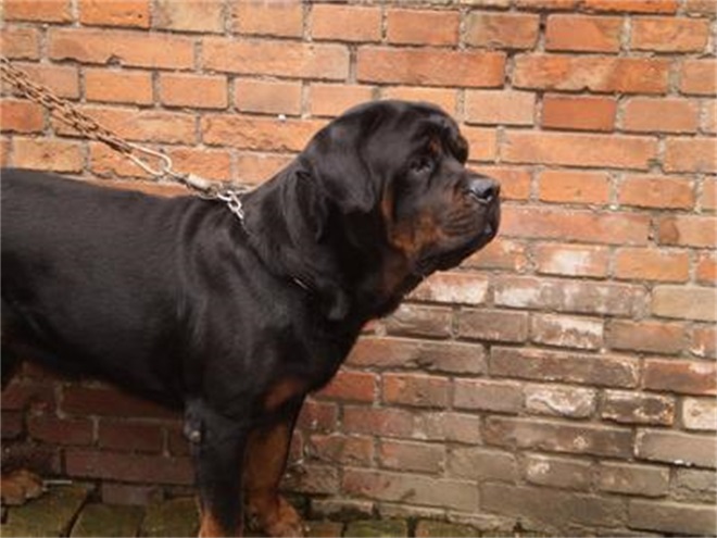  p data-id="gnsppgw9zg">罗威纳犬(拉丁学名:rottweiler),是犬科犬属