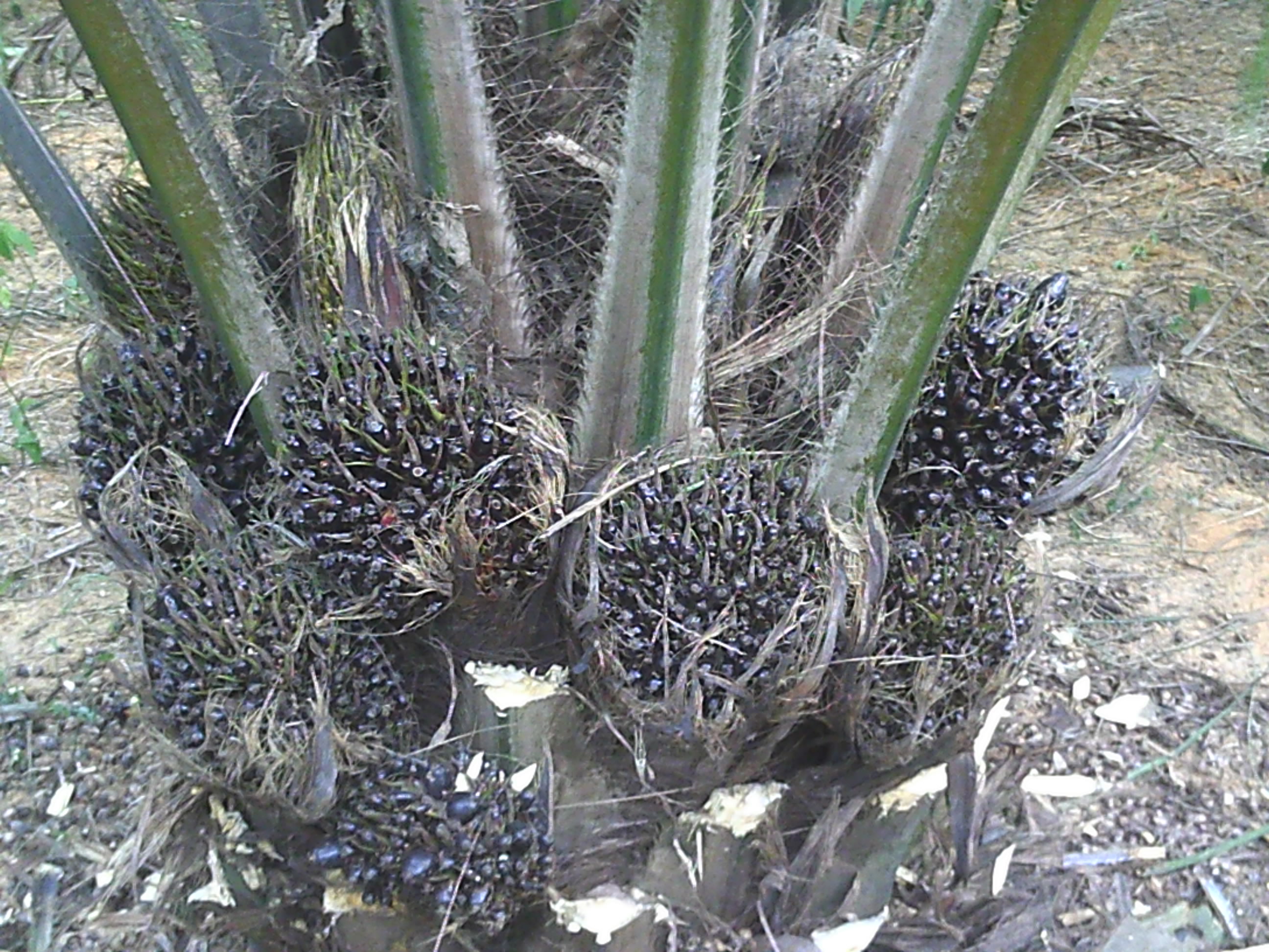  p>油棕(学名: i>elaeis guineensis /i> jacq.