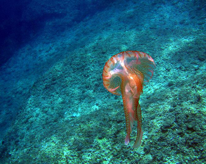  p>水母(英文名称:jelly fish):是水生环境中重要的 a target="_blank