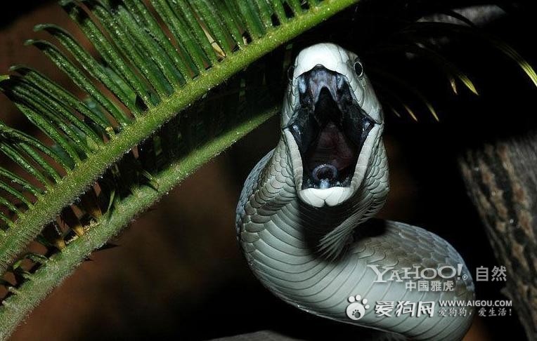  p>曼巴蛇属, a href="#" data-lemmaid="5594120">眼镜蛇科 /a>的一