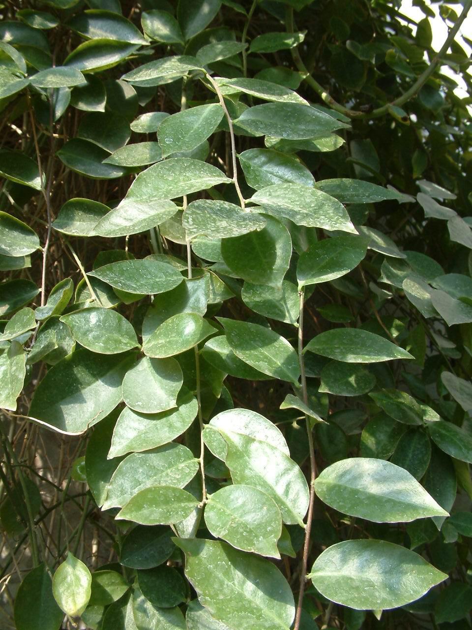  p>掌叶木属,是 a target="_blank" href="/item/无患子目/6744213"